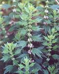 دم شیر